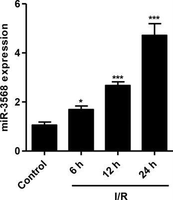 Downregulation of miR-3568 Protects Against Ischemia/Reperfusion-Induced Cardiac Dysfunction in Rats and Apoptosis in H9C2 Cardiomyocytes Through Targeting TRIM62